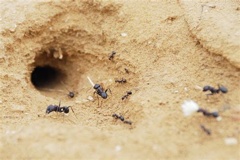 蚂蚁扛木头的图片,蚂蚁正能量图片_大山谷图库