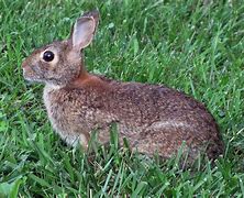 Image result for Eastern Cottontail Rabbit Nest