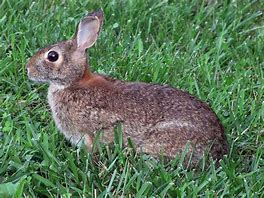Image result for Wild Baby Bunnies in Western NC