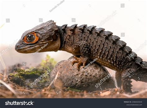Red Eyed Crocodile Skink Wallpaper