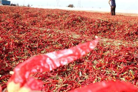 干红辣椒收购价高达50元/斤，有三个主要用途，种植经济效益高_食品_人们_物质