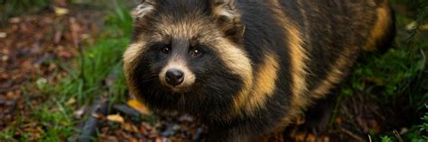 Foxes and Raccoon Dogs Find Home at Tierart Wild Animal Sanctuary ...