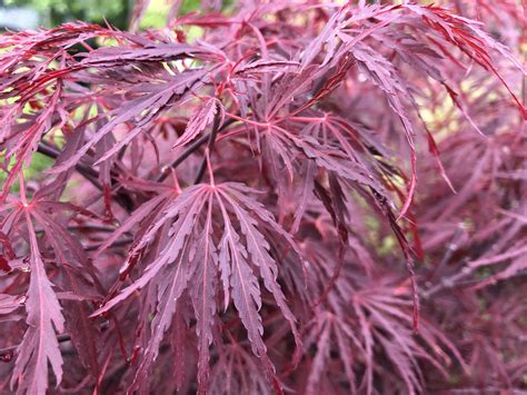 Lace-Leaf Japanese Maples — Sunnyside Nursery