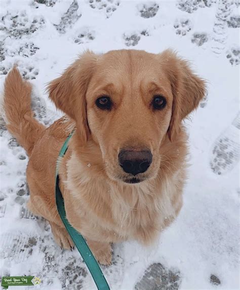 female golden retriever - Stud Dog in tennessee, Philippines | Breed ...