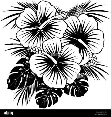White hibiscus flowers in Stock Vector Images - Alamy