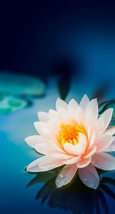 Iphone X Wallpaper Flower by Flower Wall Paper Wallpapers 141 Wallpapers Wallpapers 4k Iphone X Wallpaper Flower