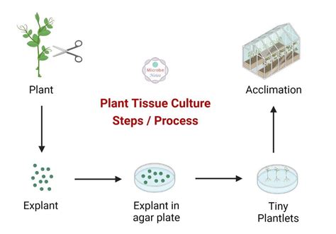 (5) the diagram is representing a plant tissue culture. label the steps ...