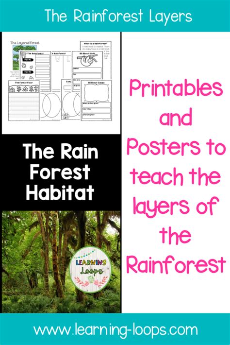 Rainforest Layers Worksheet 的图像结果