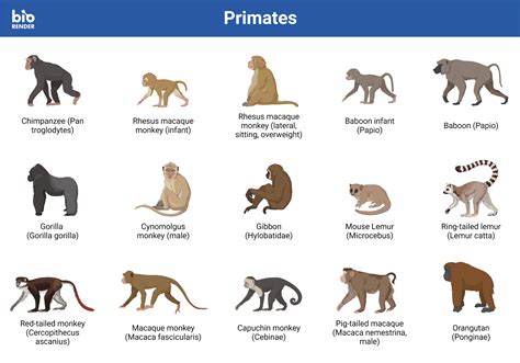 Species Of Monkeys Chart