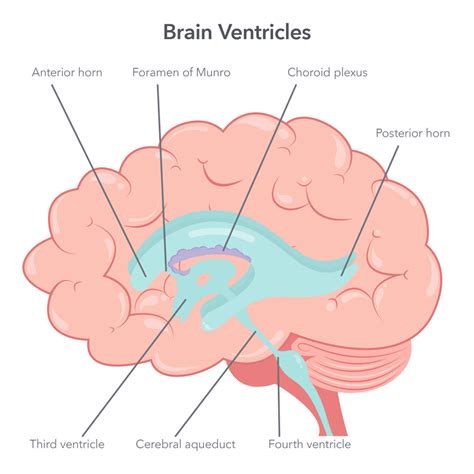 How Many Brain Ventricles Are There? A Simple Guide