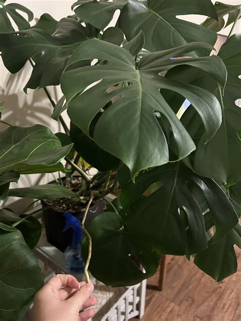 Aerial Roots : r/Monstera