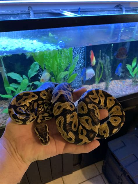 Image result for Ball Python Snakes
