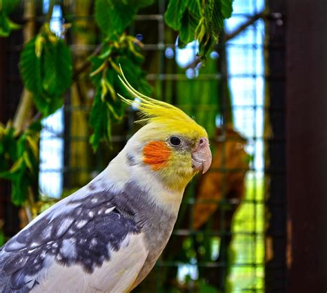 Understanding Cockatiels Behavior & language | Take a Peek into a ...