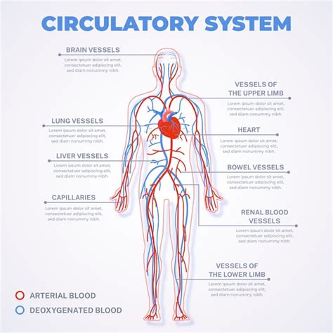 Linear circulatory system infographic | Free Vector