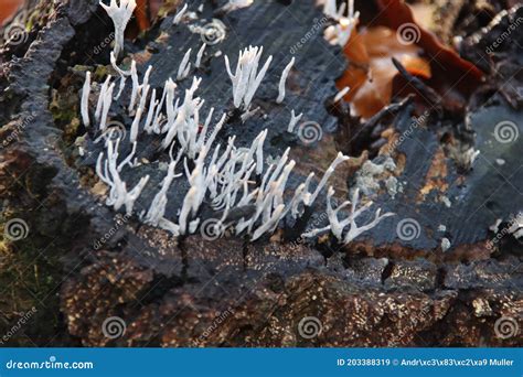 Xylaria Hypoxylon is a Species of Fungus in the Genus Xylaria Stock Image - Image of fungi, horn ...