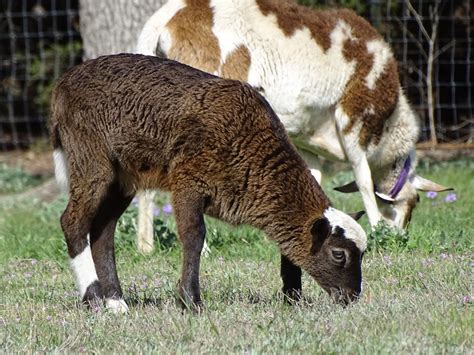 About Painted Desert Sheep – United Horned Hair Sheep Association