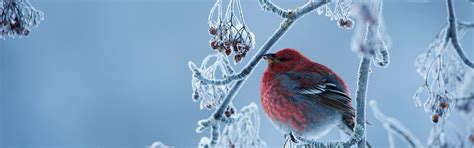 Download wallpaper winter, frost, bird, branch, ordinary squint ...
