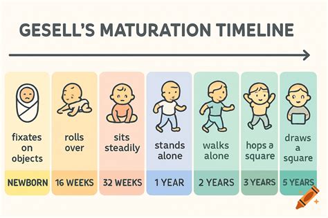 An illustration of Gesell's maturation timeline showing child ...