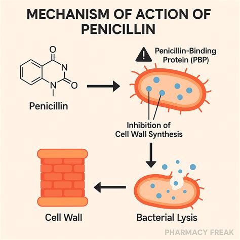Mechanism of Action of Penicillins