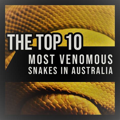 Can You Keep Venomous Snakes As Pets In Australia at Bobbi Thompson blog