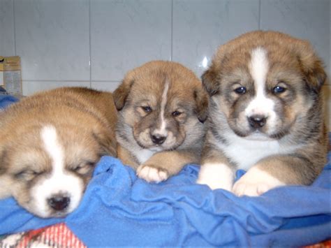 BESONDERS SCHÖNE AKITA BERNERSENNEN WELPEN in TRUSETAL | Tiere ...