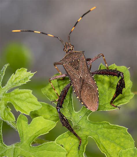 Image result for Bug Exploding