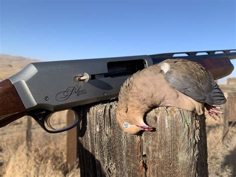 Dove hunting – 2022 season opener preview (reports, tips, maps and regulations) | Western ...