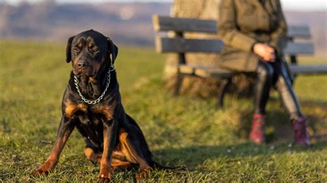 9 Most Powerful Guard Dog Breeds For Personal Protection EN Pet YOLO