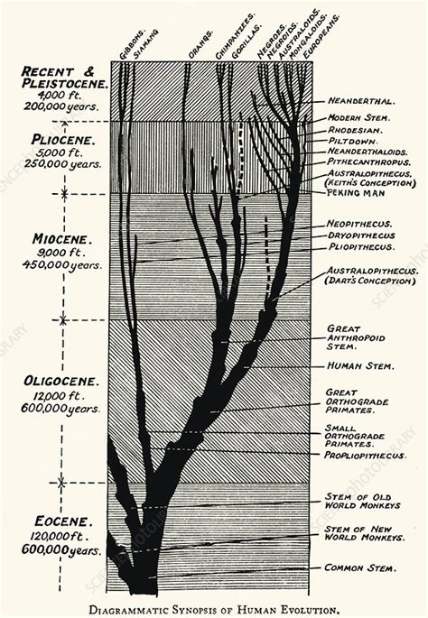 Evolution Graph 的图像结果