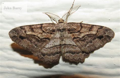 Brown-lined Looper Moth Neoalcis californiaria (Packard, 1871) | Butterflies and Moths of North ...