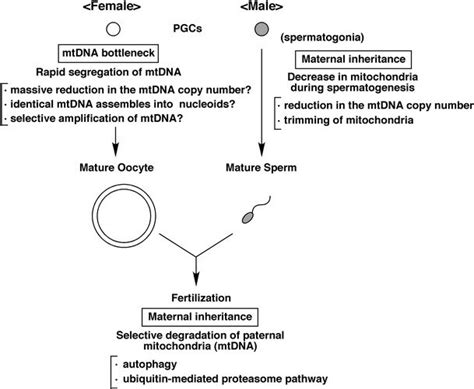 Image result for Example of mtDNA