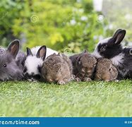 Image result for Cute Bunnies Sleeping