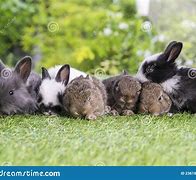 Image result for Cuddly Rabbit