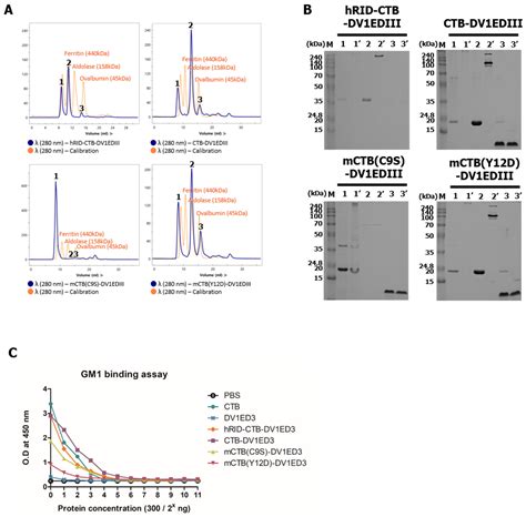 Harnessing Pentameric Scaffold of Cholera Toxin B (CTB) for Design of ...