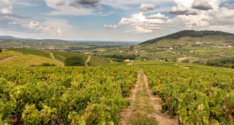 Beaujolais wines, the official website