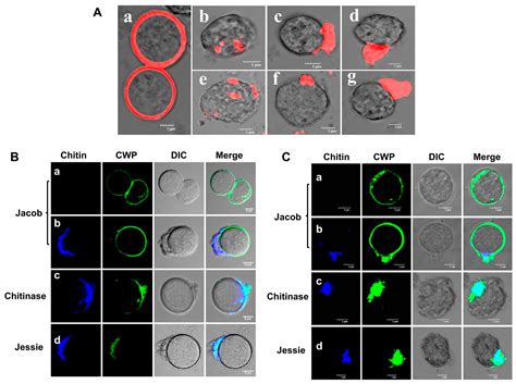 Novel Insights into the Wattle and Daub Model of Entamoeba Cyst Wall ...