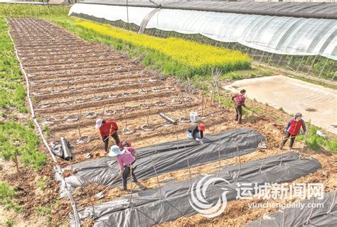 运城新闻网-绛县横水镇西灌底村：果农在栽种新品种樱桃苗