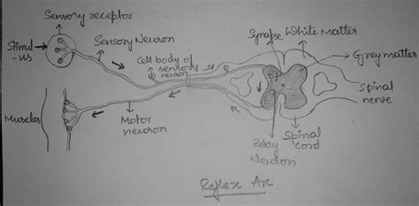 Draw neat and well labelled diagram of Reflex arc - Brainly.in