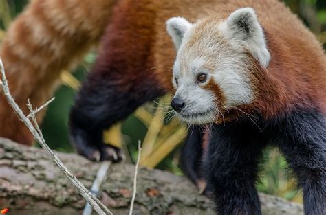 Panda-monium! | Sequoia Park Zoo