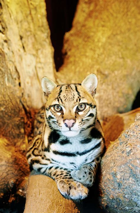 The endangered and threatened species of Texas