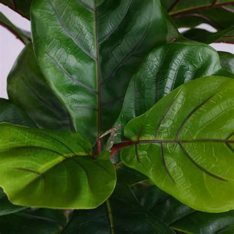 Realistic Ficus Artificial Fiddle Leaf Fig - Artificial Flower Factory ...