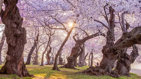 Bing Wallpaper Cherry Blossom 的图像结果