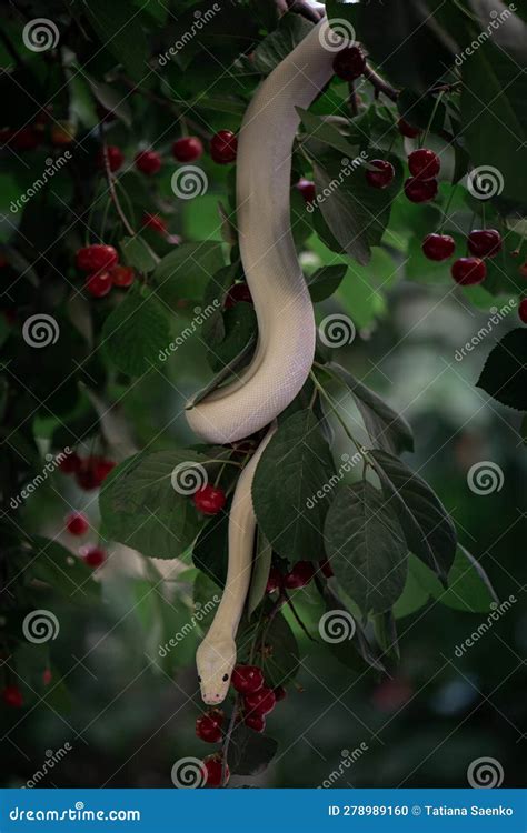 Ivory Burmese Python 的图像结果