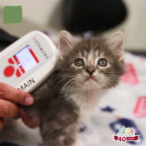 Irvine Animal Care Center on Twitter: "May is National Chip Your Pet ...