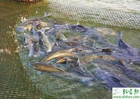 农民用特殊的鱼塘养鱼，一斤鱼卖80元，月收入3万5
