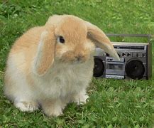 Image result for Cute Bunny Rabbit Breeds