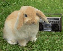 Image result for Brown Mini Lop Rabbit