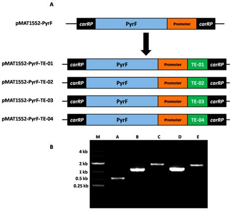 Engineering of Fatty Acid Synthases (FASs) to Boost the Production of ...