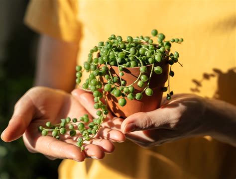 6 Tips For Caring For Your String Of Pearls Plant - Backyard Boss