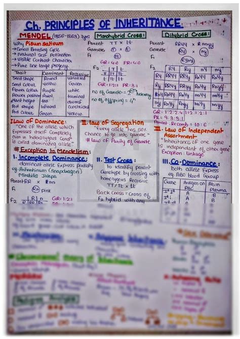 Principle of Inheritance Class 12 One Shot 的图像结果